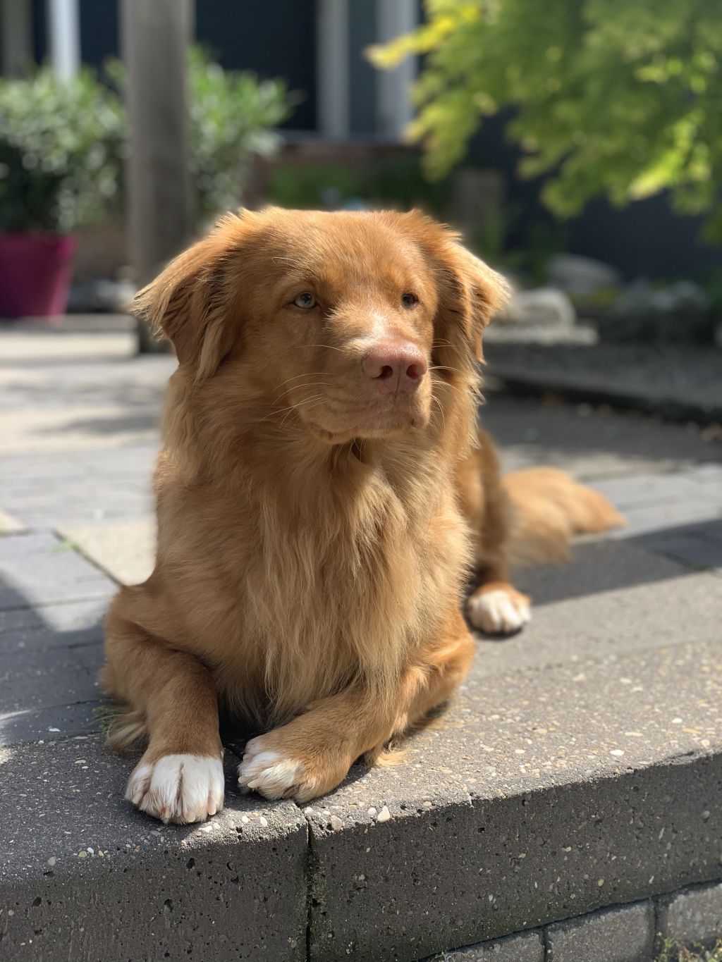 Cooper