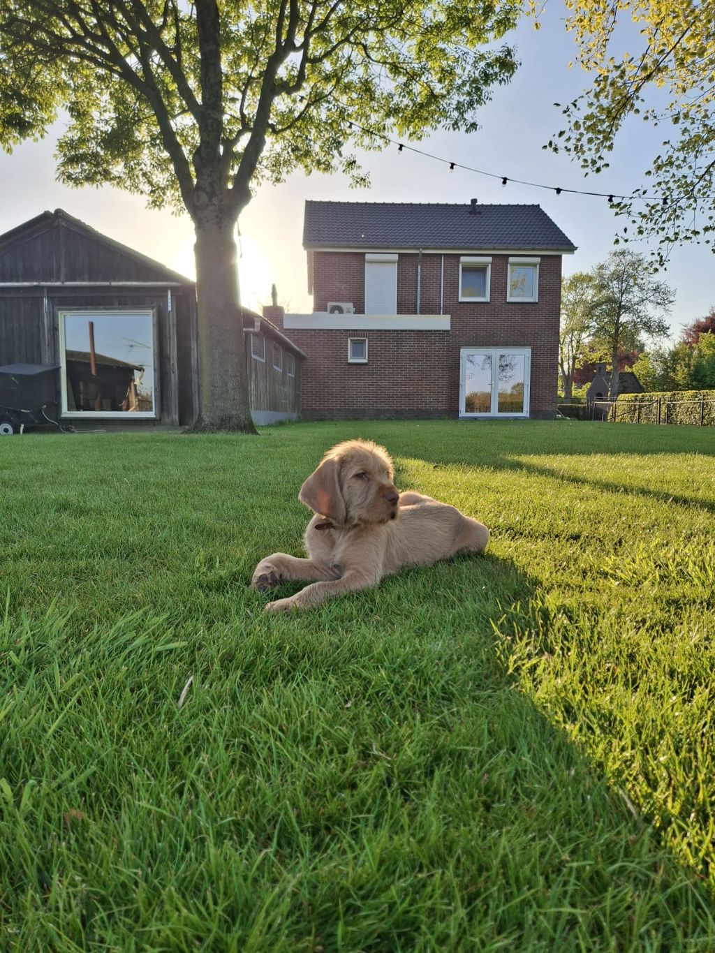Lotje