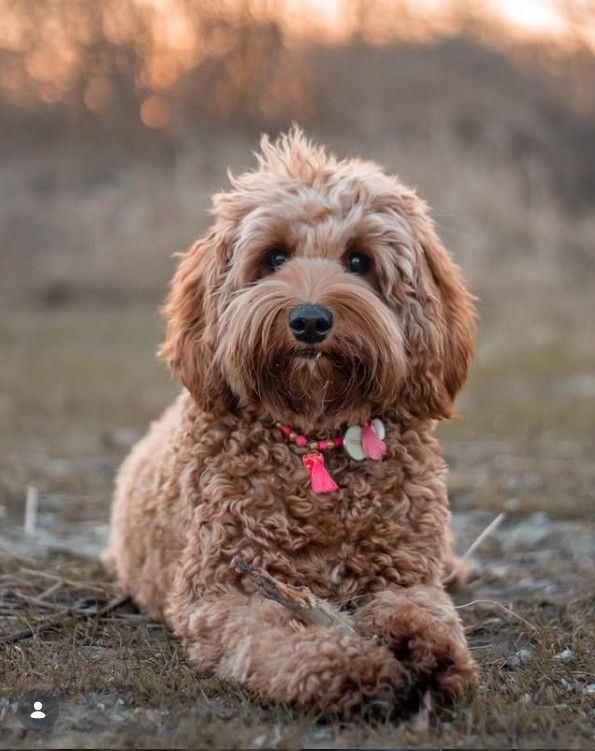 Teddy