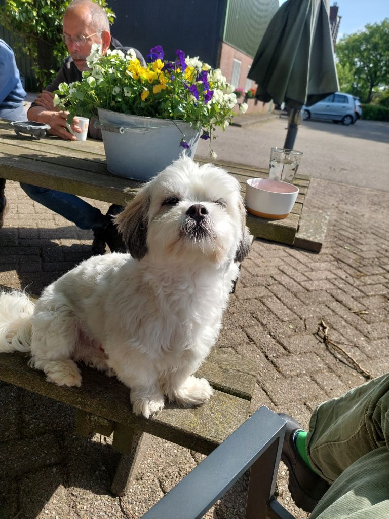 Klaasje