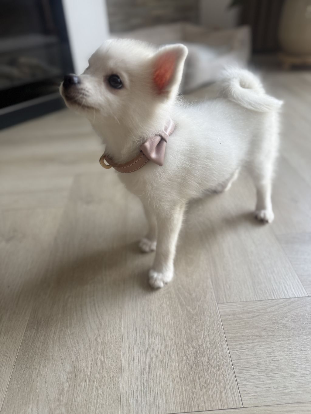 Coco