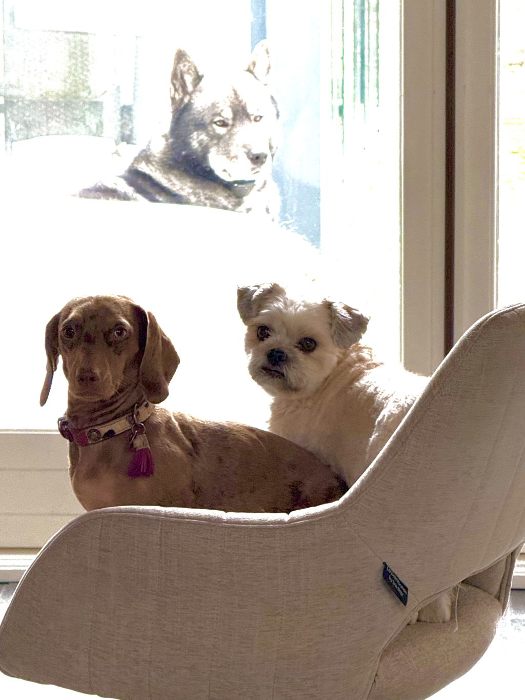 Dex , Fonzie & Catoo