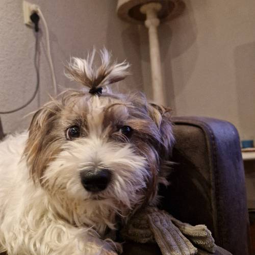 Maxi