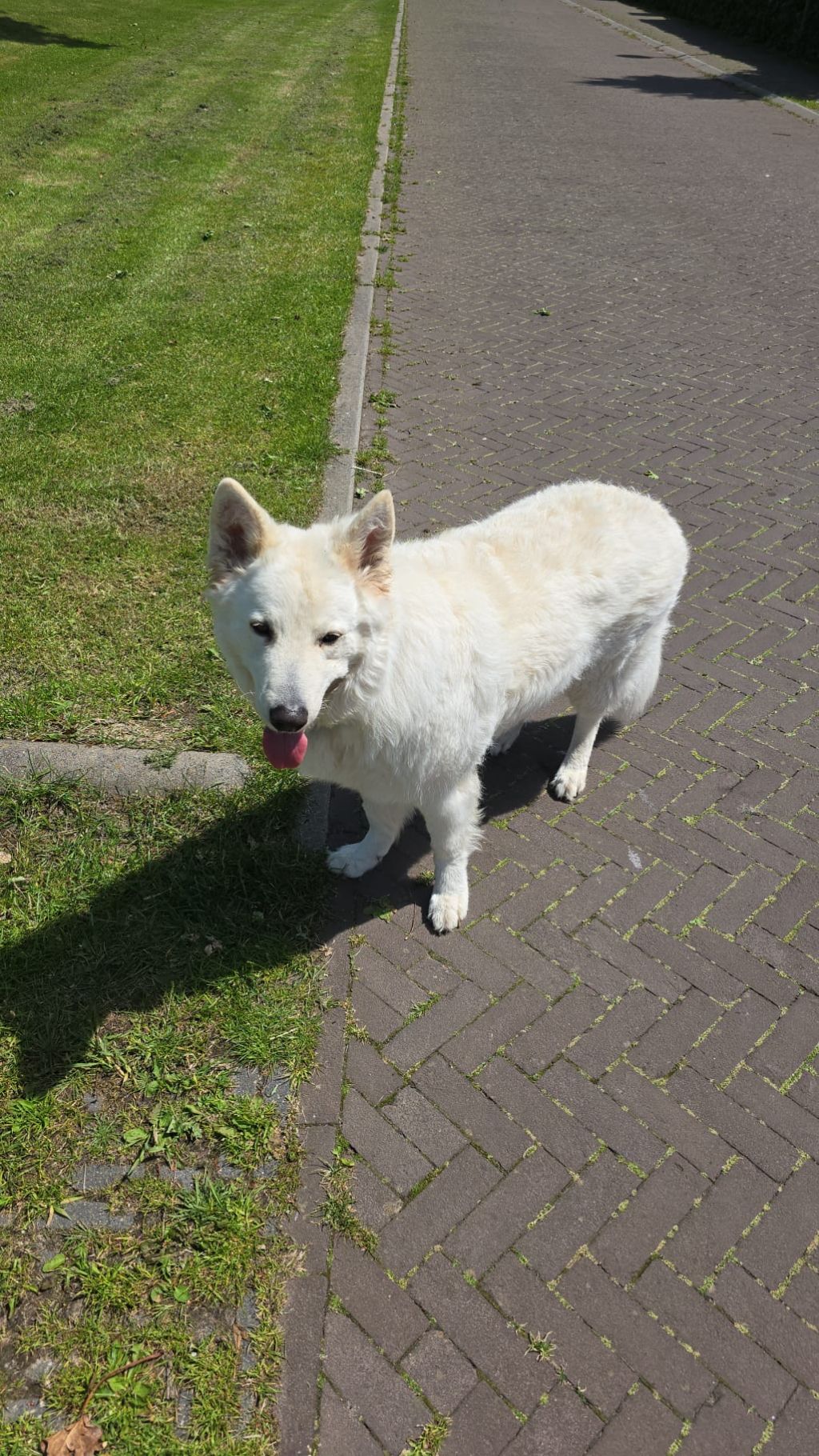 Kees