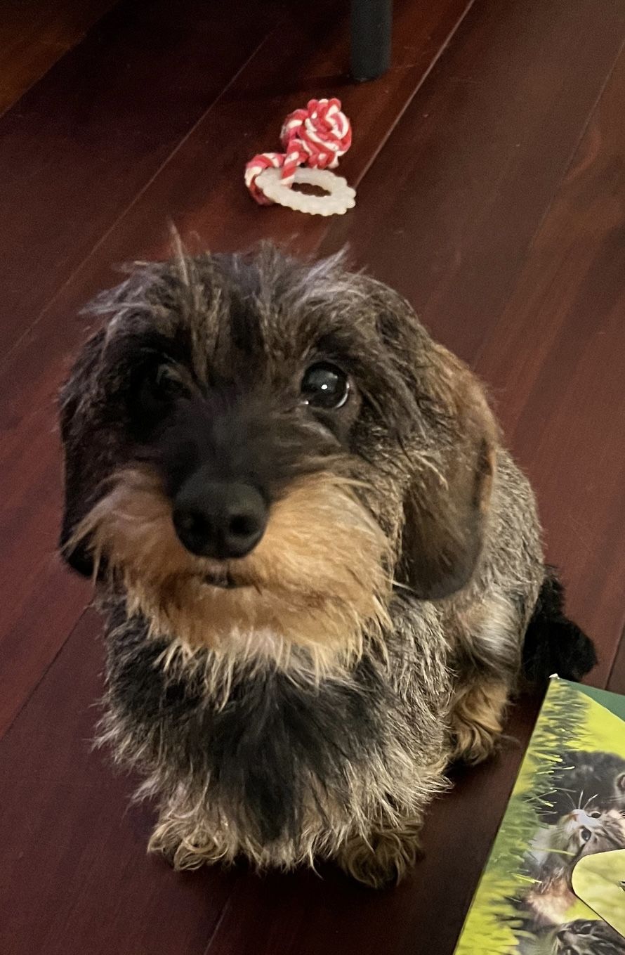 Bella