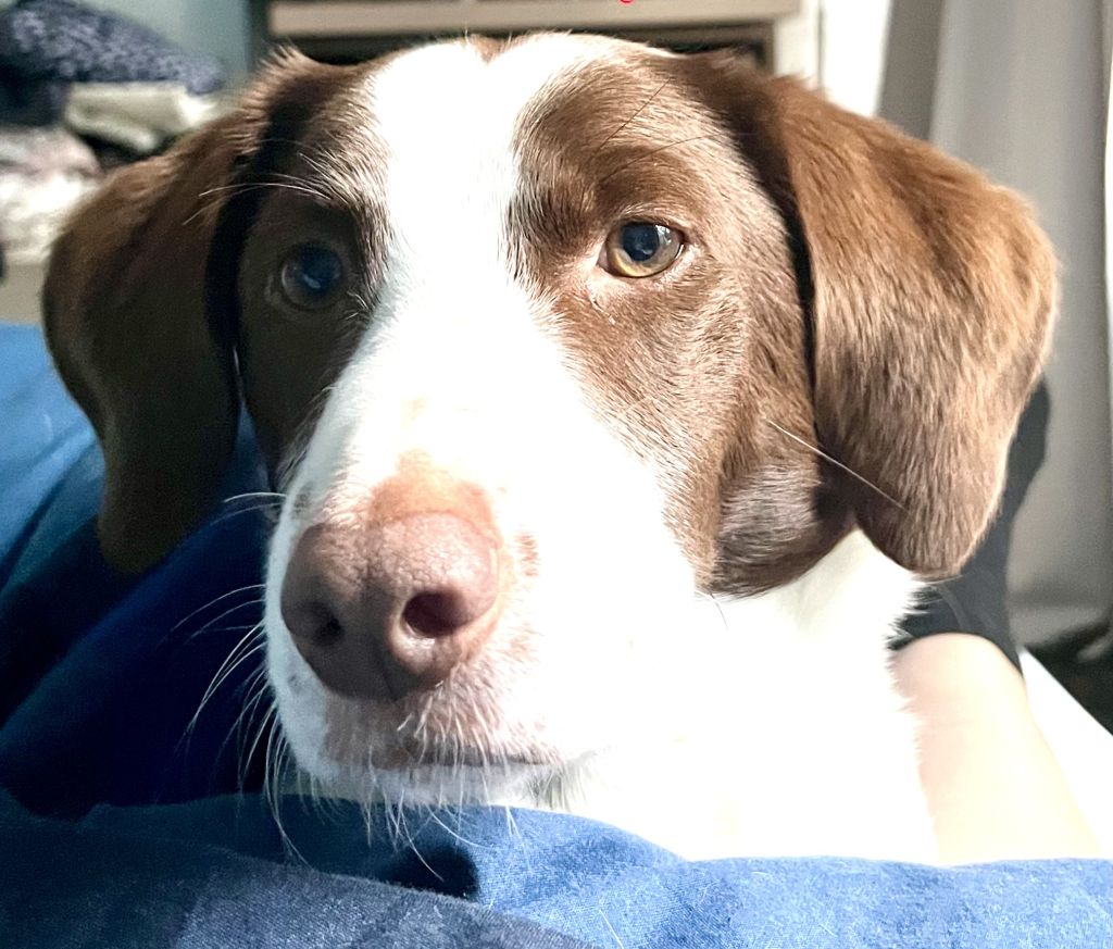 Pippa