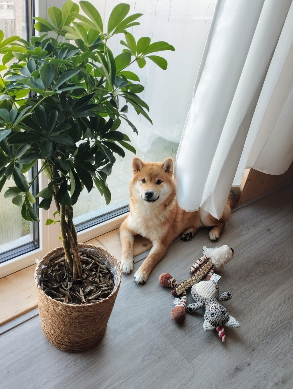 Maru