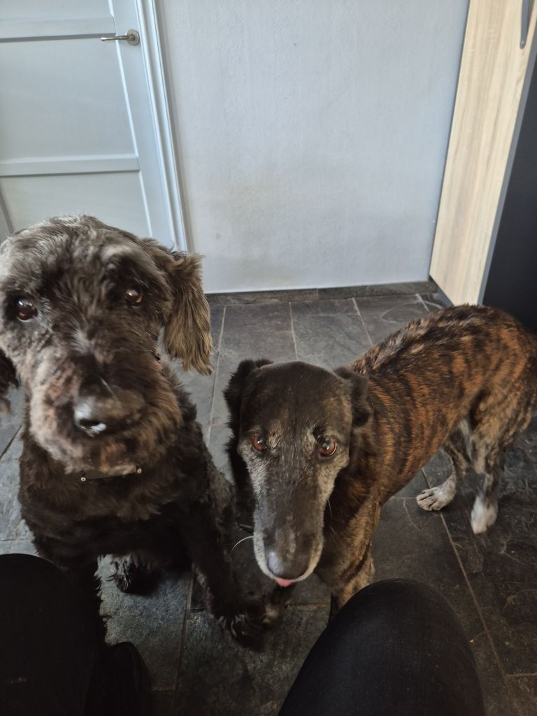 Yarah teef & Sjef reu