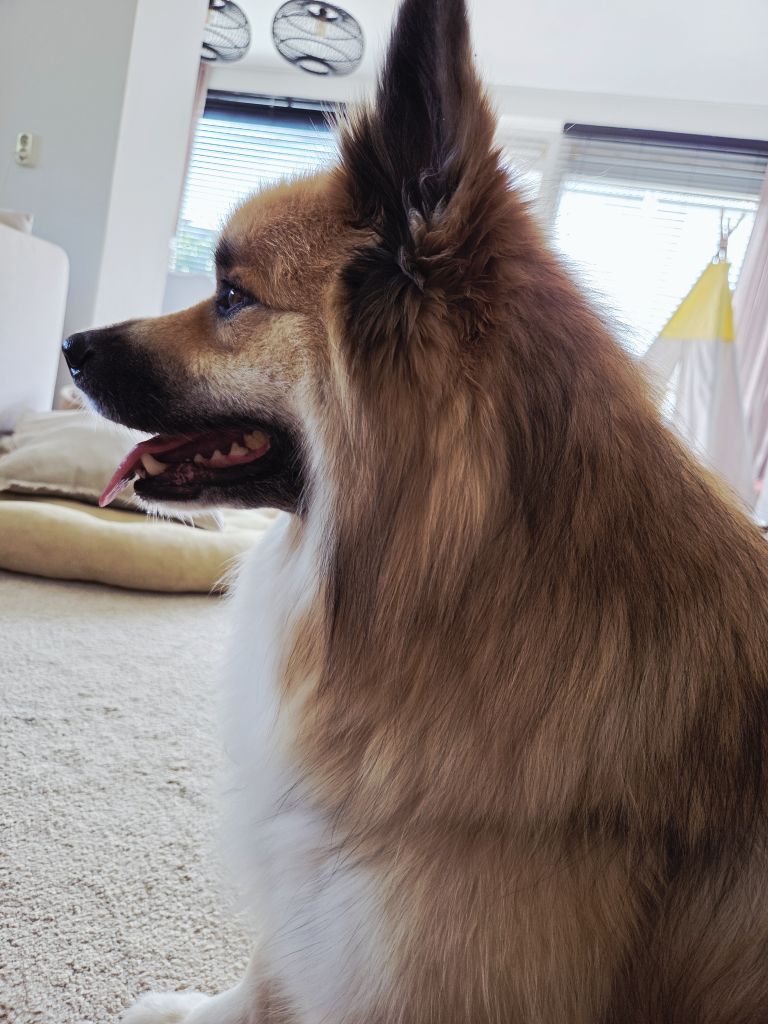 Mylo