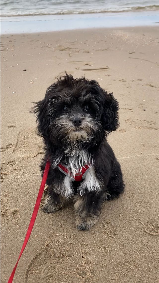 Frankie