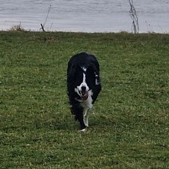 Joep