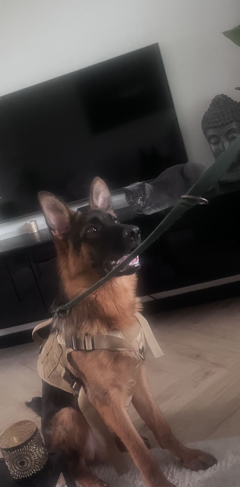 Enzo