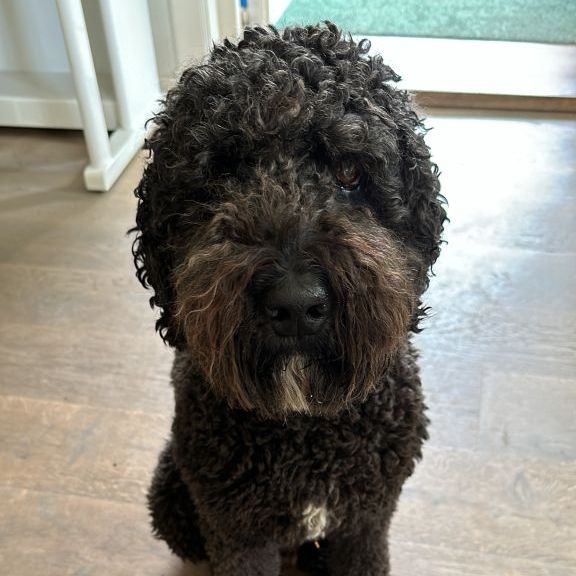 Finley