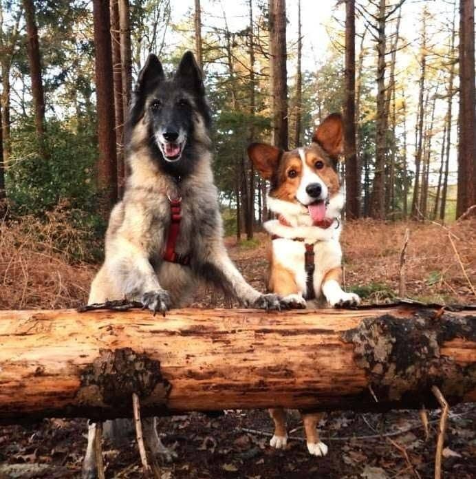 Odie en Teddy