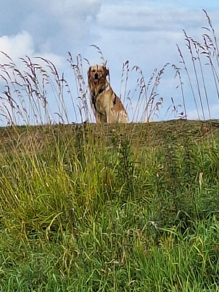 Koos