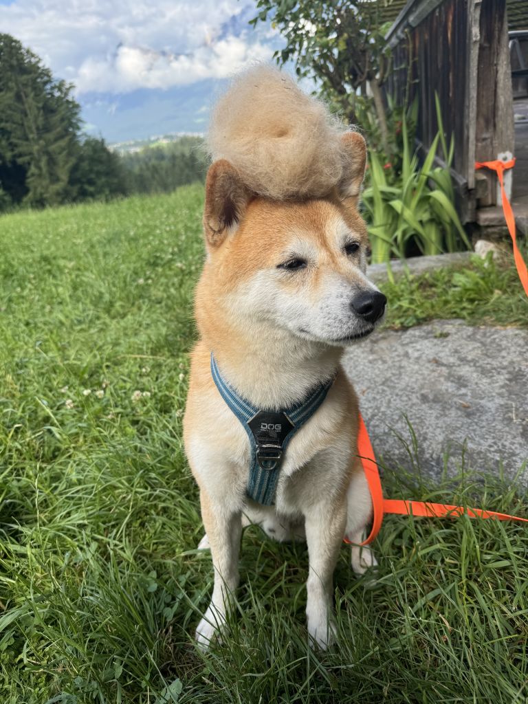 Ciro