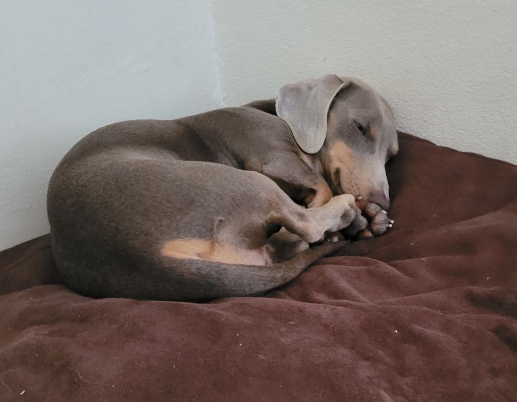 Lola