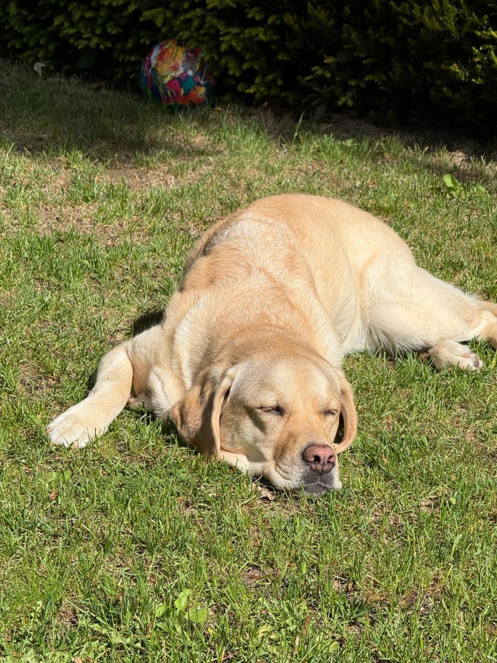 Nala