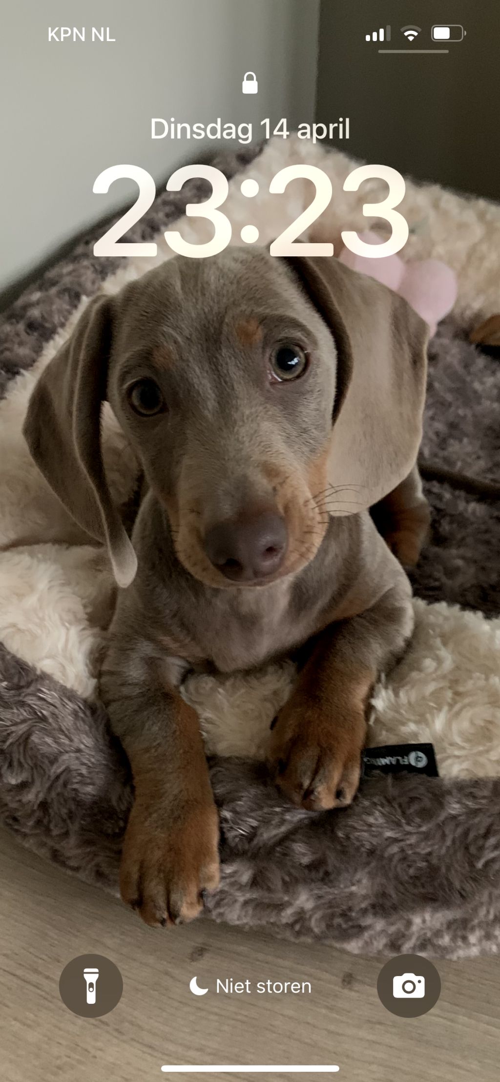 Pippi L.