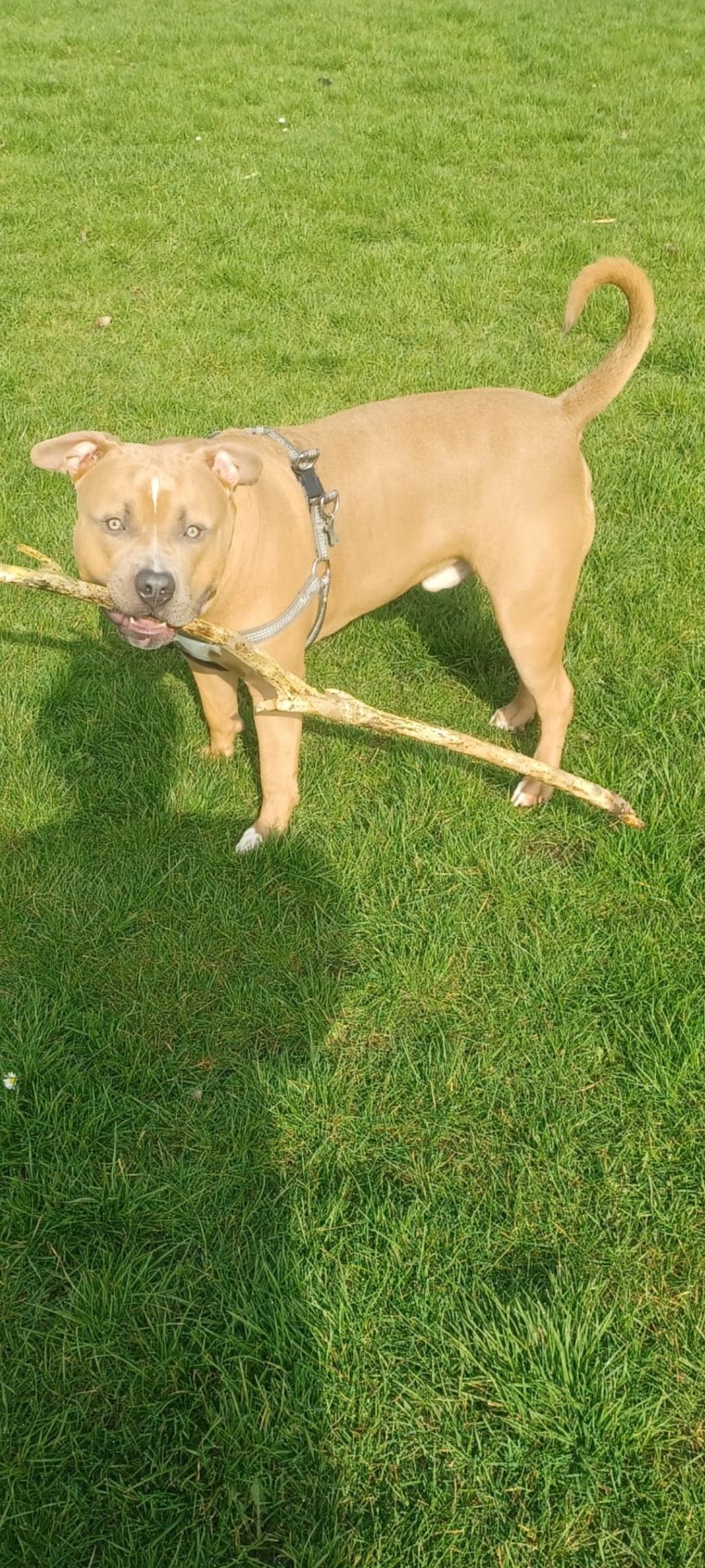 TYSON