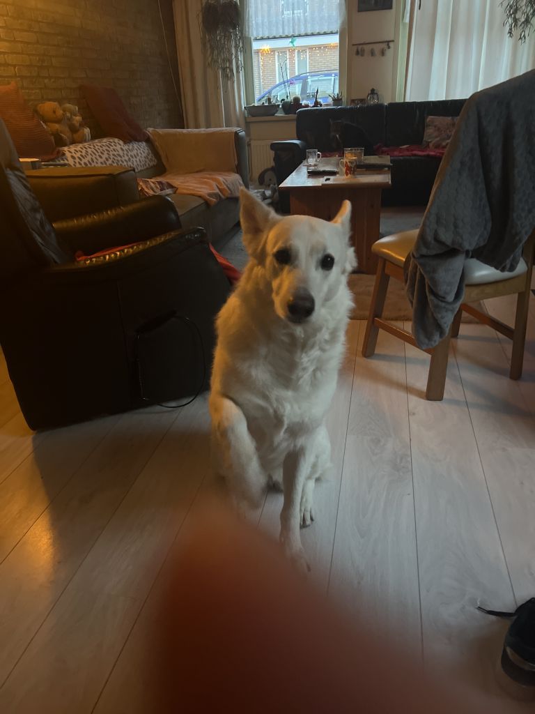 Moeilijk met andere honden,