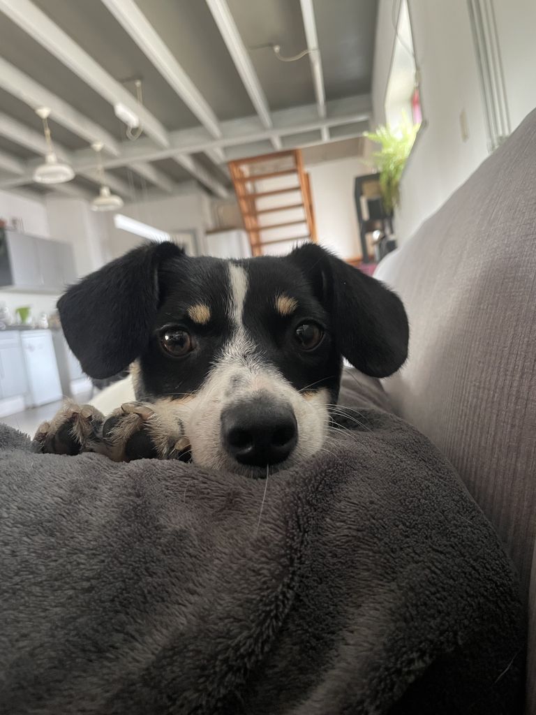 Bonnie