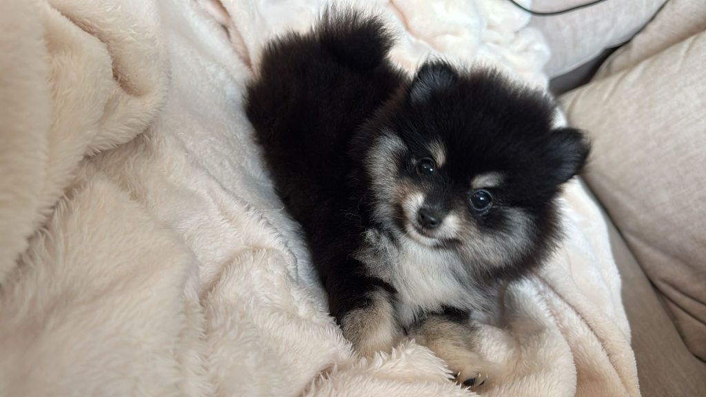 Angel