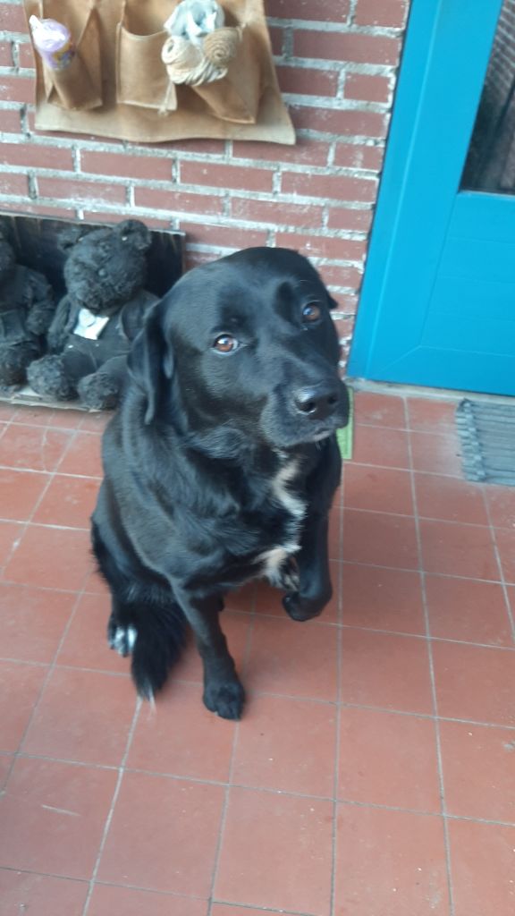 Thor en Amigo