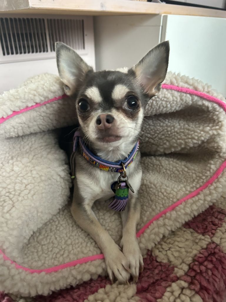 Beau
