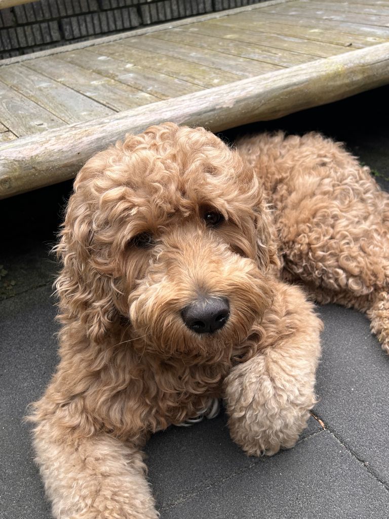 Teo (spreek uit Tio)