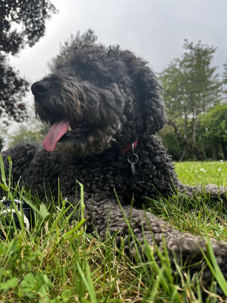 Sammie