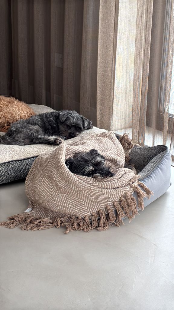 tommy, simba en basje