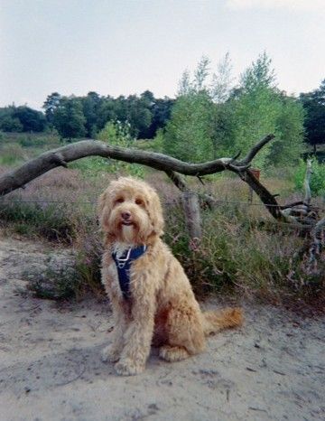 Tommie