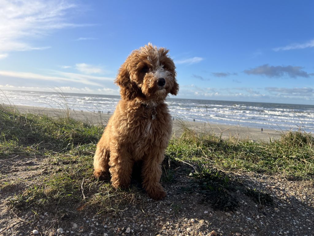 Marley