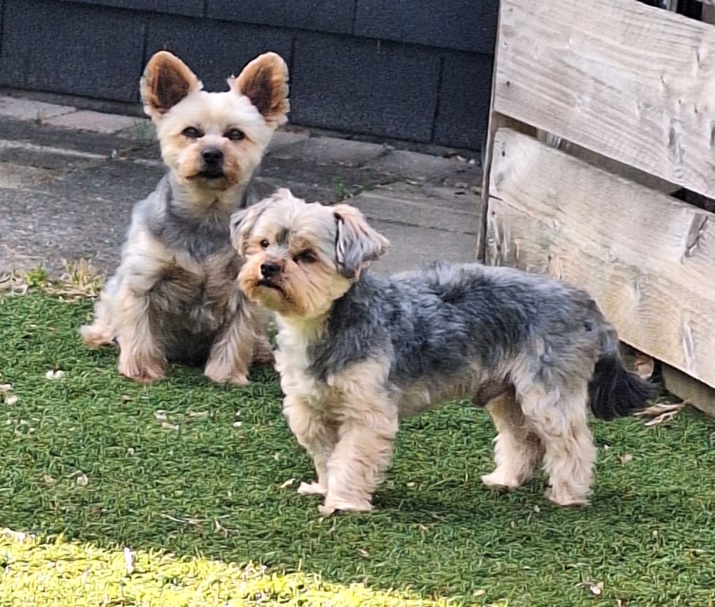 Spikey/Rocky