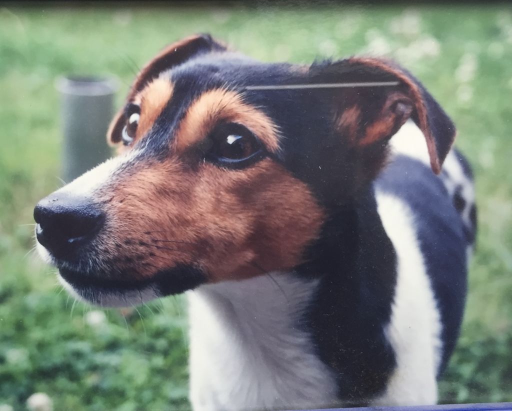 Jack Russel