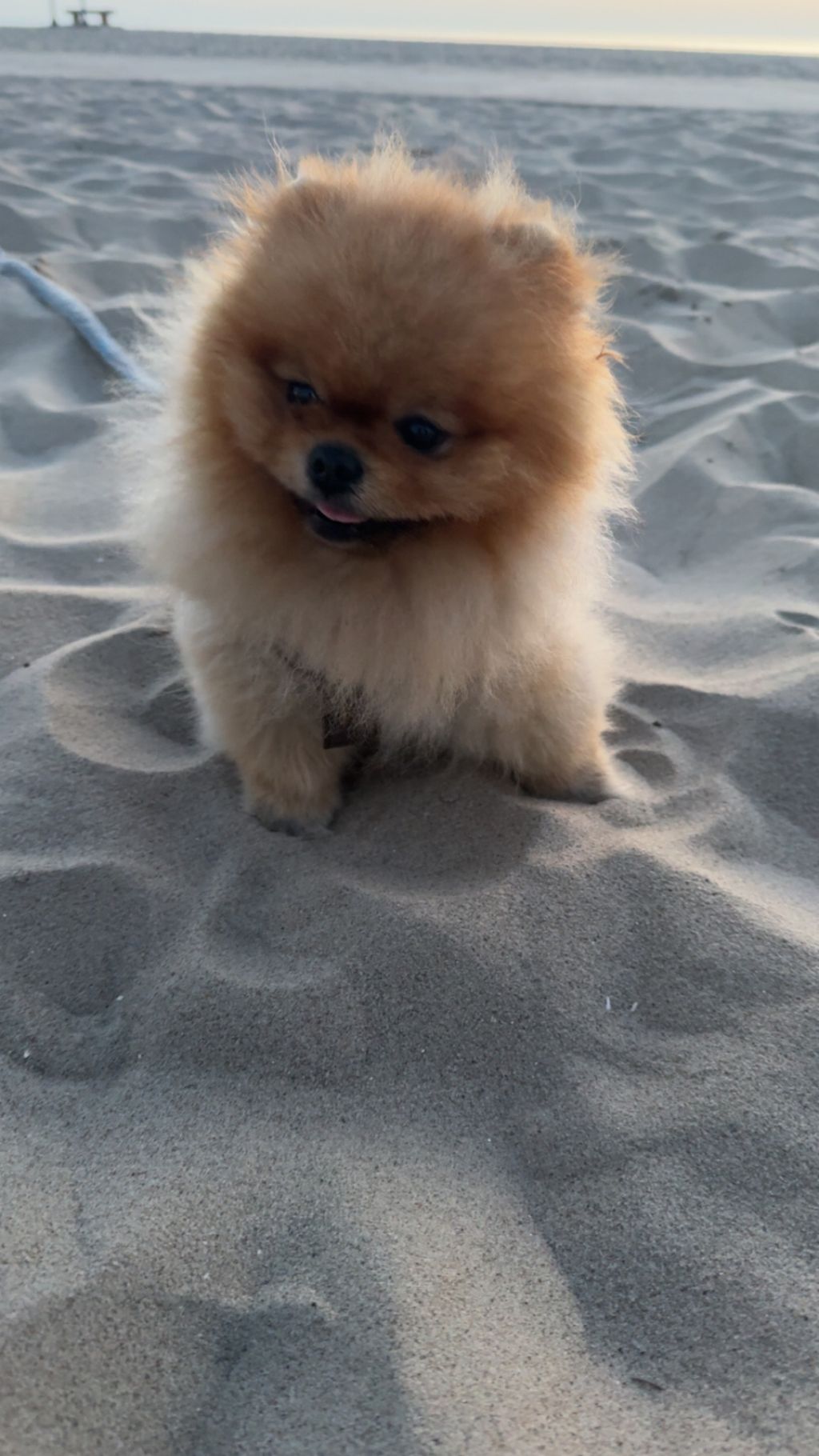Pammy