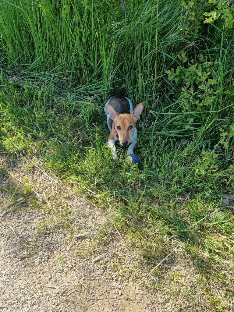 Sonja