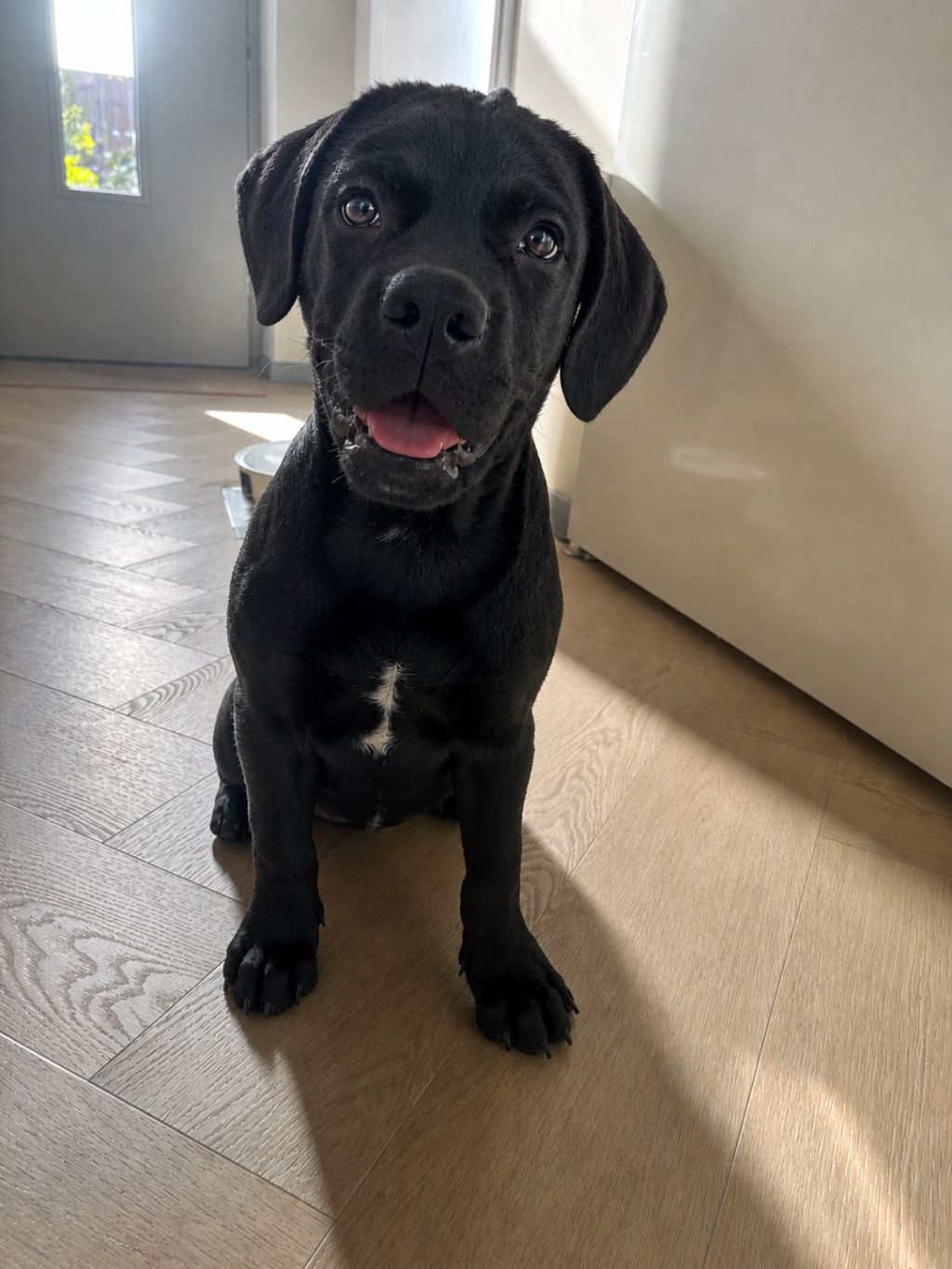 Ziva
