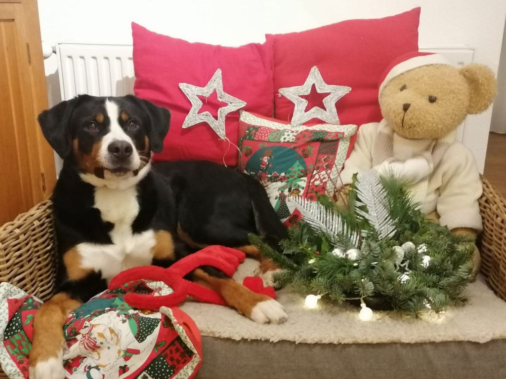 Koos
