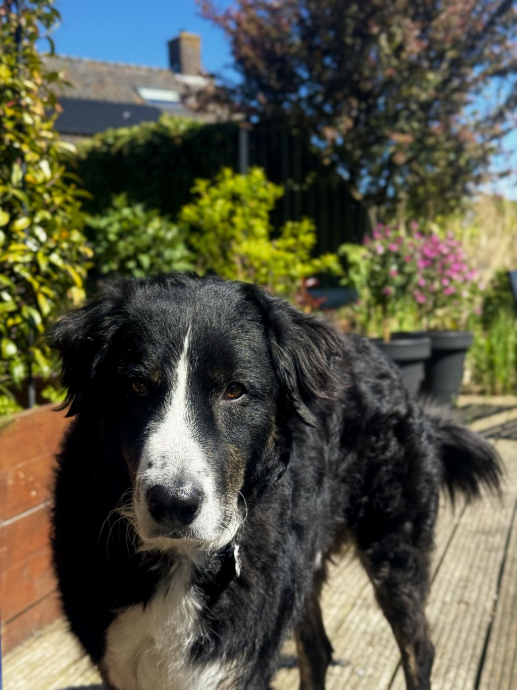 Boris