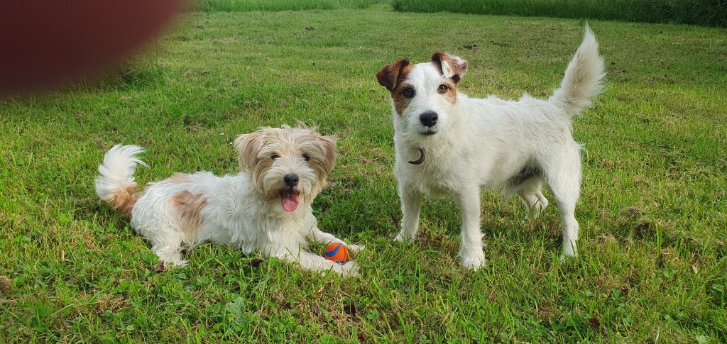 Joep en Bram