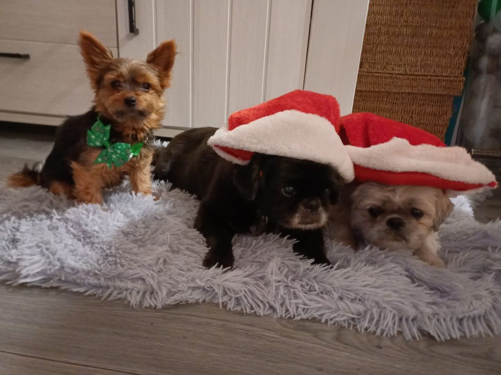 Lady, Dibba en Ashley