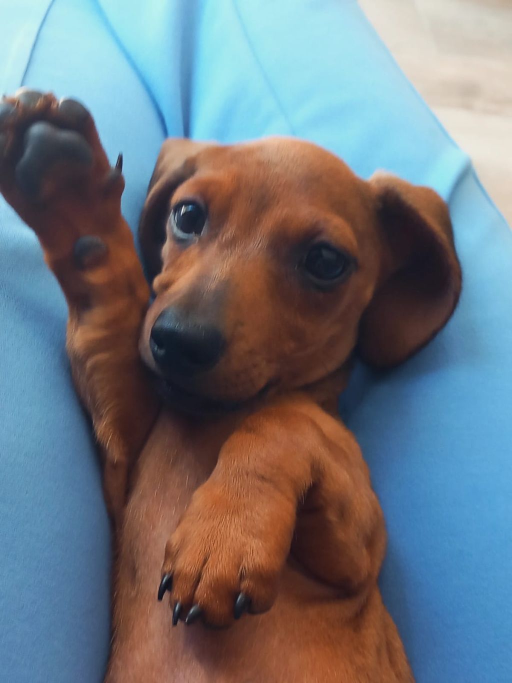 Rex
