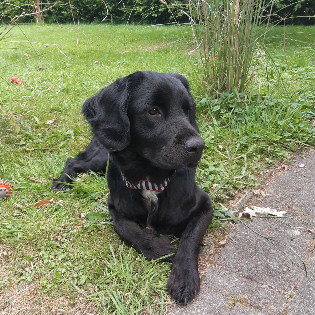 Maya