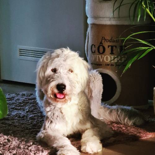 Dex paco ruby youna kyra