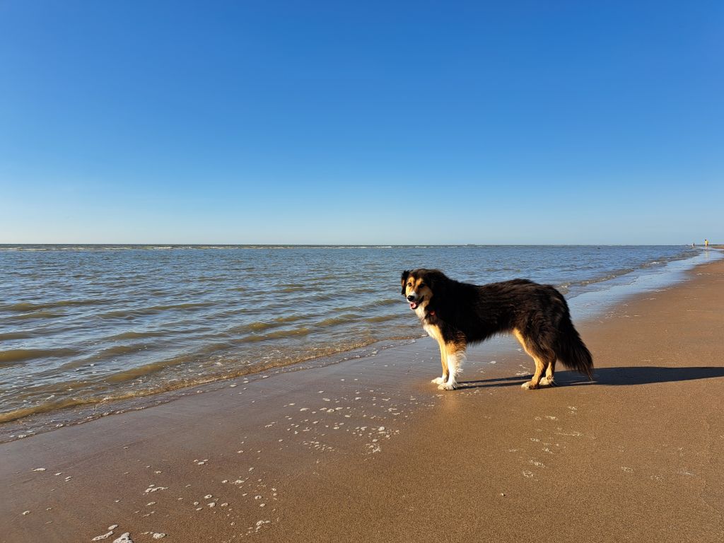 Dora