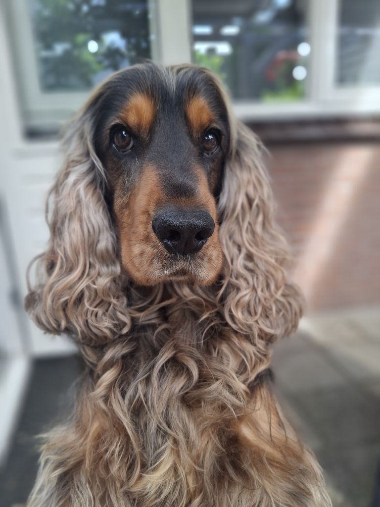 Koos