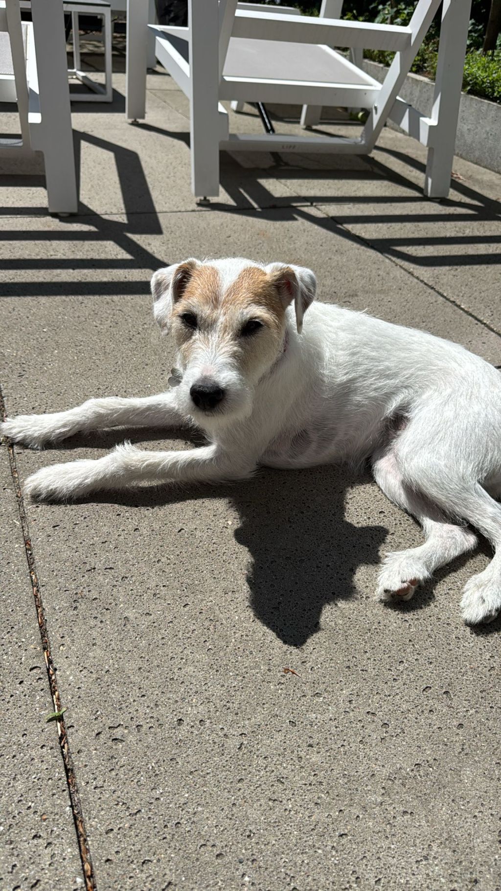 Sammie