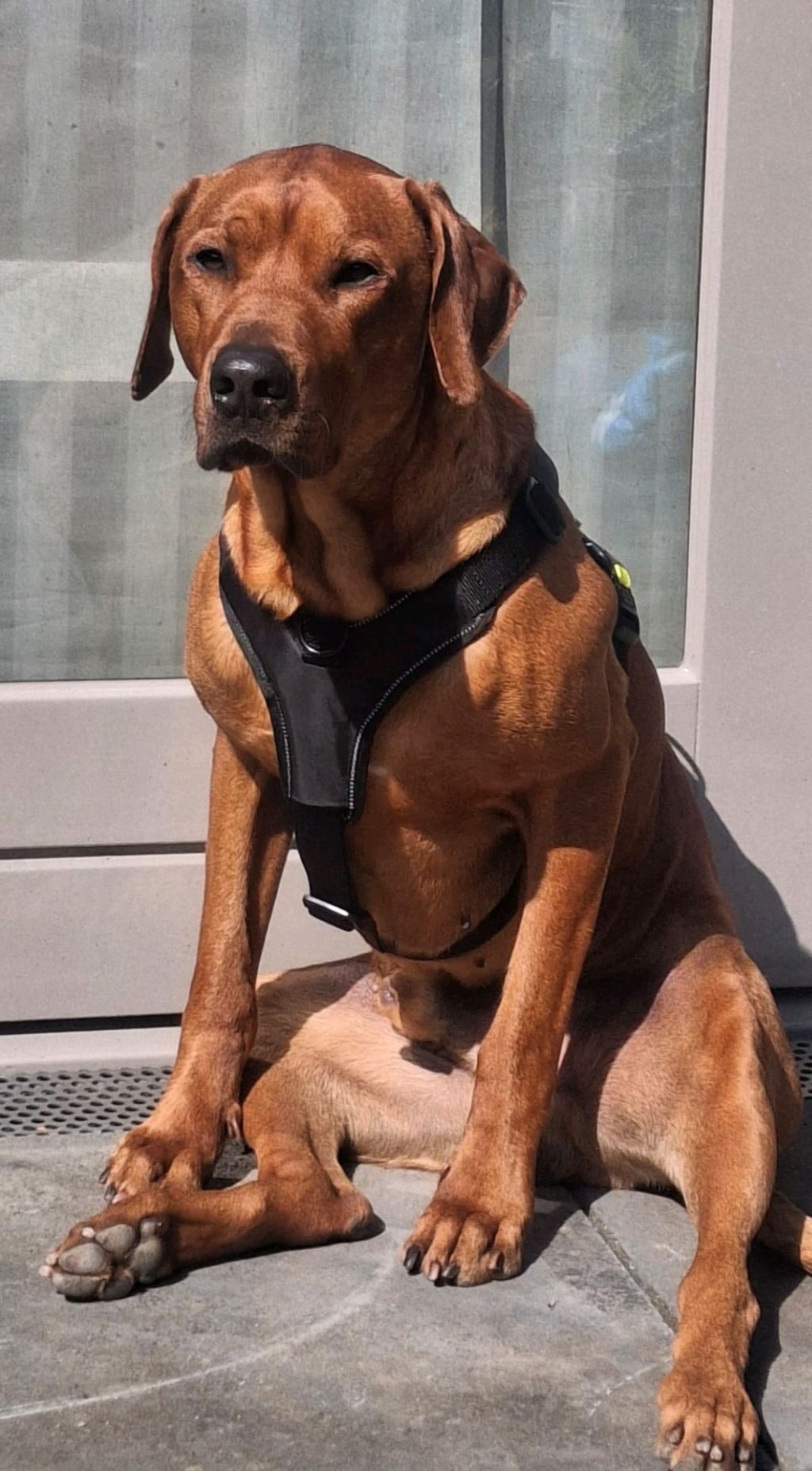 Zinzi